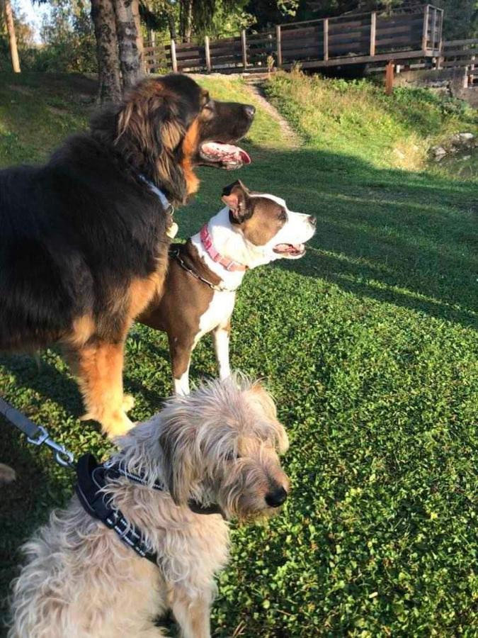 Holiday Guesthouse La Casina Di Butzi Pet Friendly - Terme Di Arta - Zoncolan อาร์ตา แตร์เม ภายนอก รูปภาพ